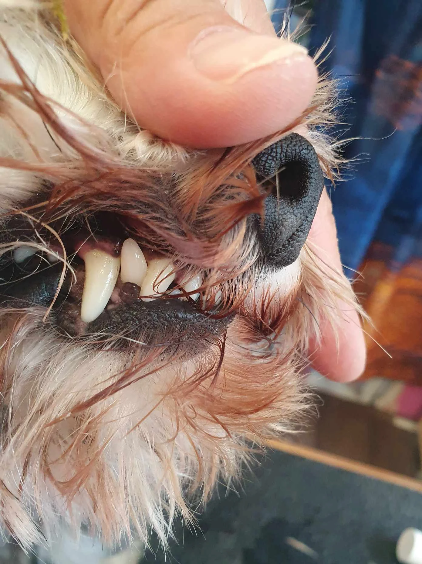 Dog Dental Cleaning