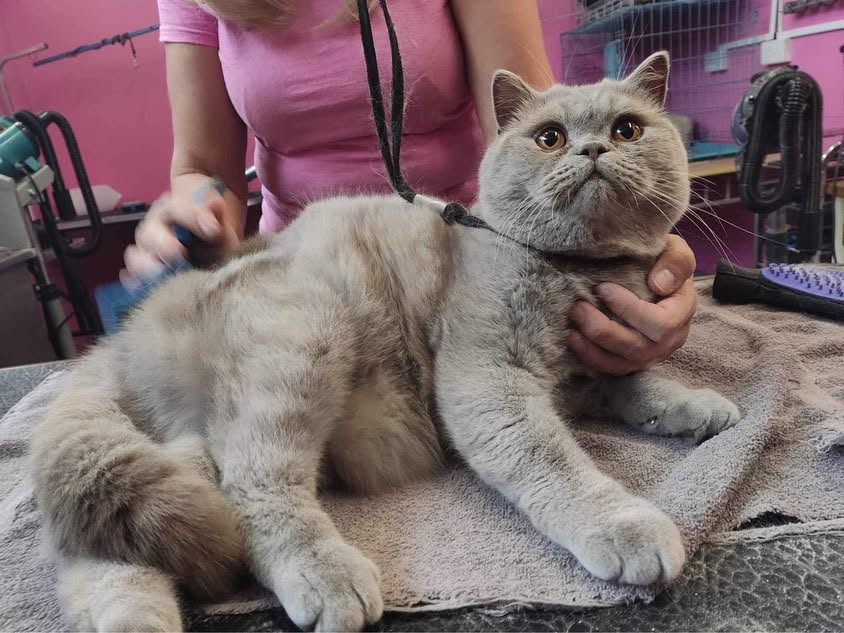Gentle cat grooming session in Blackwater salon